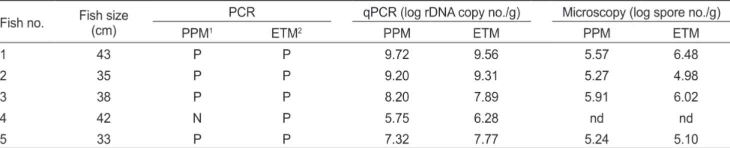 Table 1. Comparison of PPM and ETM methods for detecting Kudoa septempunctata in the fish Paralichthys olivaceus infected with the  parasite, by qPCR, PCR and microscopy