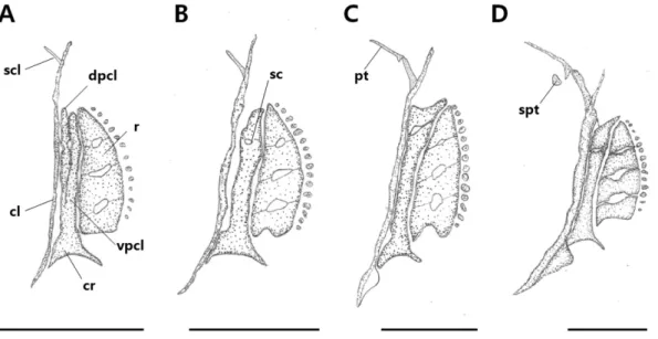 Fig. 2. Development of the pectoral girdle in Korean spotted sleeper Odontobutis interrupta