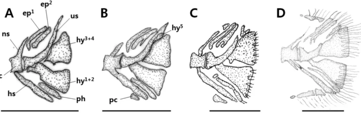 Fig. 4. Development of the vertebrae column in Korean spotted  sleeper Odontobutis interrupta
