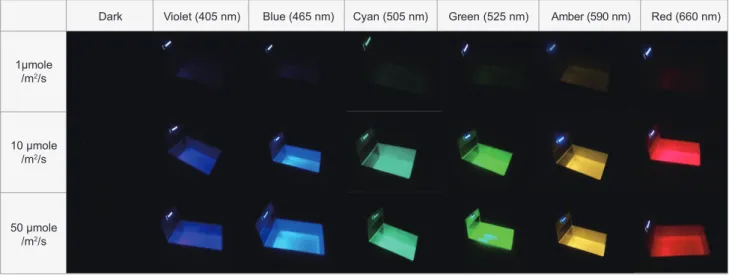 Fig. 4. Experimental tanks illuminated with LEDs of different wavelengths (dark, no light; violet 405nm; blue 465 nm; cyan 505 nm; 