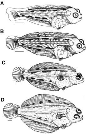 Fig. 2. Morphological development of preflextion and flextion of  sakhalin sole Limanda sakhalinensis