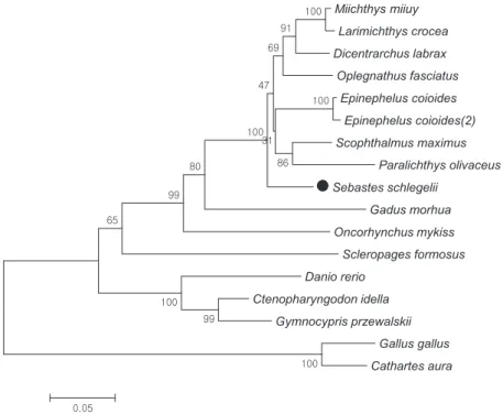 Fig. 2. Neighbor-joining phylogenetic tree of IRF8 constructed with Mega7. The bootstrap confidence values shown at the nodes of the  tree are based on 1000 bootstrap replications