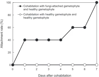 Fig. 3. Attachment rate (%) of fungi in gametophyte cohabitated  with fungi-attached gametophyte