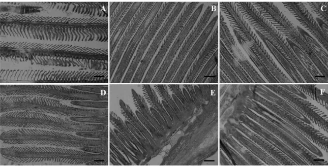 Table 4. The morphological indices of juvenile olive flounder Paralichthys olivaceus fed the six experimental diets for 9 weeks