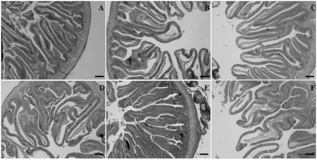 Fig. 2. Changes in number of goblet cells in the intestine of juvenile olive flounder Paralichthys olivaceus fed the six experimental diets for  9 weeks; Con (A), LAPP30 (B), LAPP300 (C), CBP30 (D), CBP300 (E) and OTC (F); Bar: 100 µm .