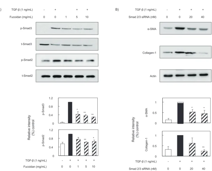 Fig. 4. The effect of fucoidan on Smad2/3 signaling pathway. The Cells were seeded at 8×10 4  cells/mL and incubated with various fucoidan  concentrations (1, 5, and 10 µg/mL) for 1 h prior to TGF-β1 stimulation (1 ng/mL)