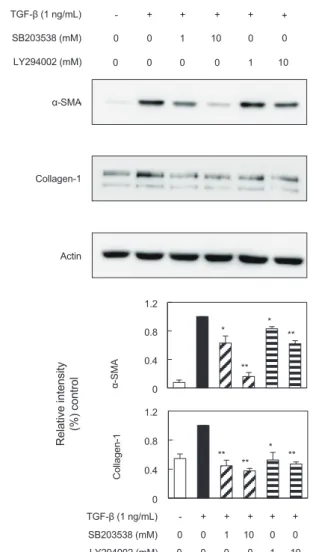 Fig. 5. The effect of fucoidan on P38 MAPK and Akt pathway  activation  induced  by  TGF-β1