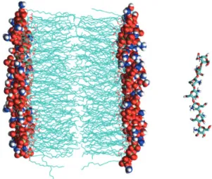 Fig. 1. Molecular dynamics simulation system. Lipid bilayer is  represented by cyan colored lines for fatty acyl chains, and by  spheres for head groups of lipid molecules