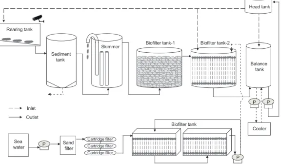 Fig. 1. A schematic drawing of recirculating aquaculture system for the Apostichopus japonicus.