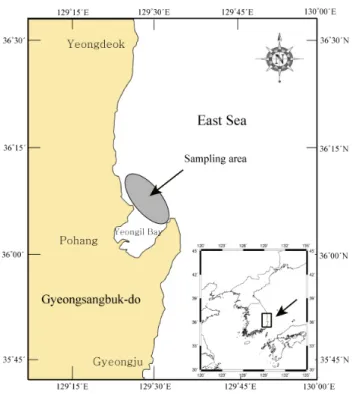 Fig. 3. Maturity stages of female marbled flounder  Pseudopleu- Pseudopleu-ronectes yokohamae in the coast of Pohang, East Sea