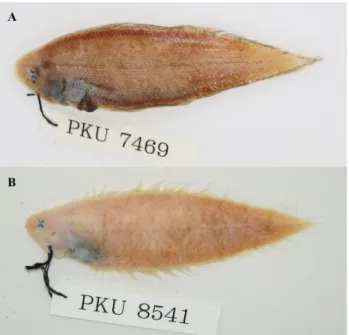 Fig. 1. Collecting sites of Cynoglossus interruptus (●) and Sym-