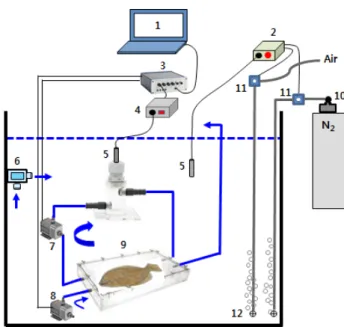 Fig. 1. Schematic (not to scale) of apparatus used to measure oxy- oxy-gen consumption and to maintain different oxyoxy-gen levels in  ol-ive flounder Paralichthys olivaceus