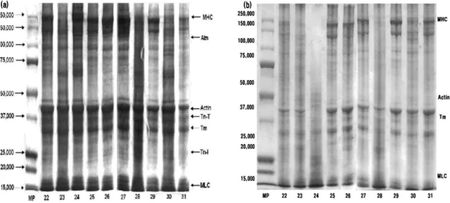 Fig. 6. SDS-PAGE pattern of commercial salted semi-dried longneck croaker Pseudotolithus typus before and after extraction.