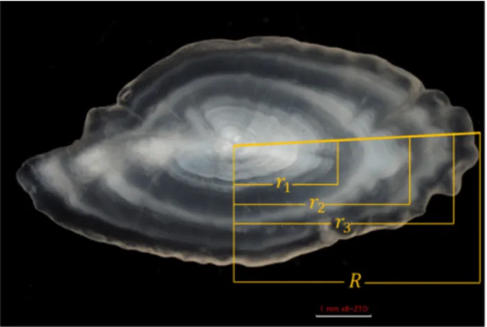Fig. 2. Length frequency distribution of Sebastes thompsoni. 