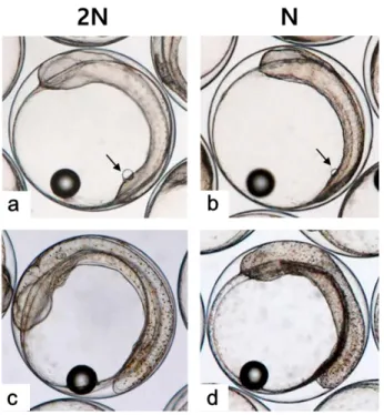 Fig. 6. Extension of tail bud in diploid (a, c, e) and haploid (b, d,  f) Paralichthys olivaceus