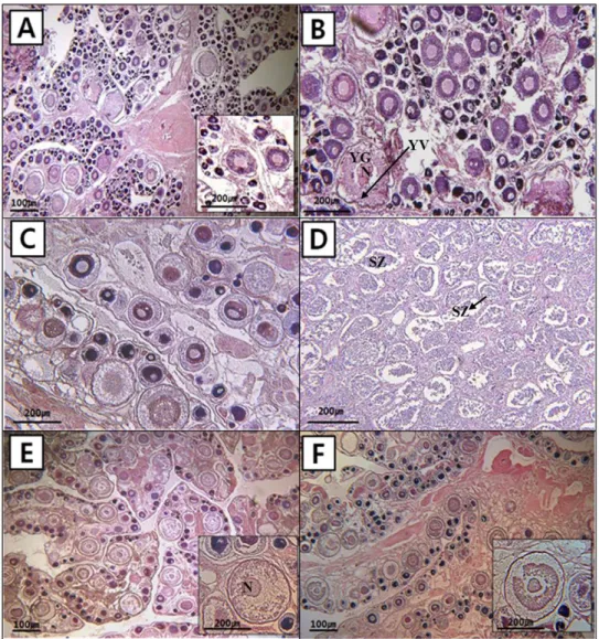Fig. 3. Histological observations of ovary and testis of ocean sunfish Mola mola caught in off Korean waters