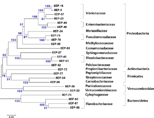 Fig. 2. Neighbor-joining phylogenetic tree showing the relationship of 25 16S rRNA gene sequences derived from gut mucus (clone library)