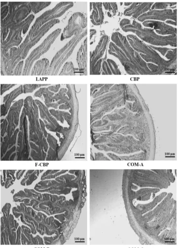Fig. 1. Changes in number of goblet cells in the intestine of red  seabream Pagrus major fed the six experimental diets for 8 weeks.
