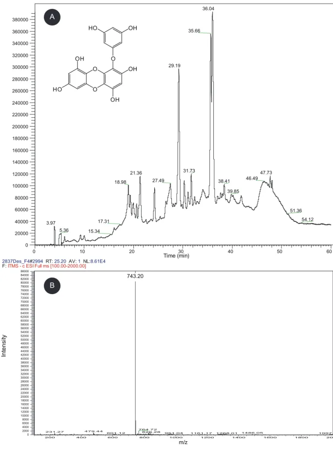 Fig. 2. HPLC chromatogram (A) and ESI-MS spectra (B) of the 70% EtOH extracts from Ecklonia cava