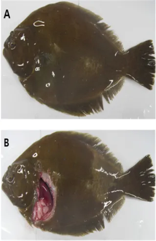 Fig. 1. The external (A) and internal (B) signs of the emaciated  olive flounder Paralichthys olivaceus