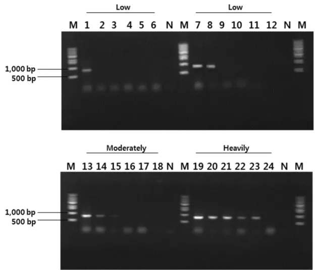 Fig. 3. PCR amplification from nucleic acids of internal organs from the emaciated olive flounder Paralichthys olivaceus in the level stages  of infection