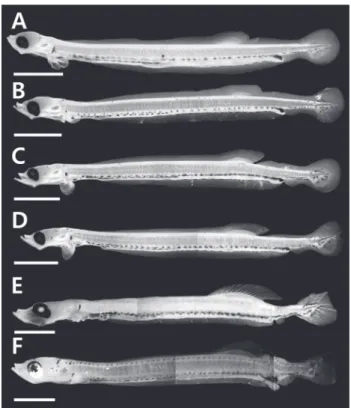 Fig. 1. Larval development stages of Clupea pallasii reared in the  laboratory. A, 20 days after hatching, 12.2 mm TL; B, 25 days after  hatching, 12.8 mm TL; C, 30 days after hatching, 13.5 mm TL; 