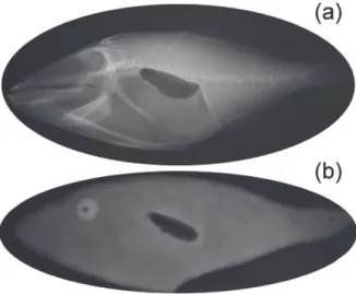 Fig. 1. Two artificial fish swimbladders for estimating the range  resolution by pulse compression technique