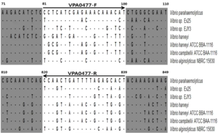 Fig. 2. Agarose gel electrophoresis of V. parahaemolyticus-specific  DNA products amplified in PCR using primer set VPA0477-F and  VPA0477-R.