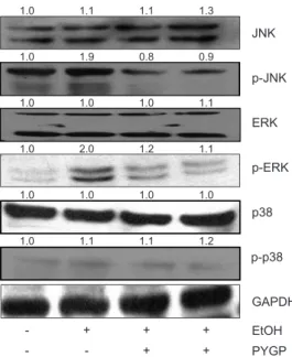 Fig. 1. Effect of Pyropia yezoensis glycoprotein (PYGP) in MAPK  pathway regulators expression in  rats.