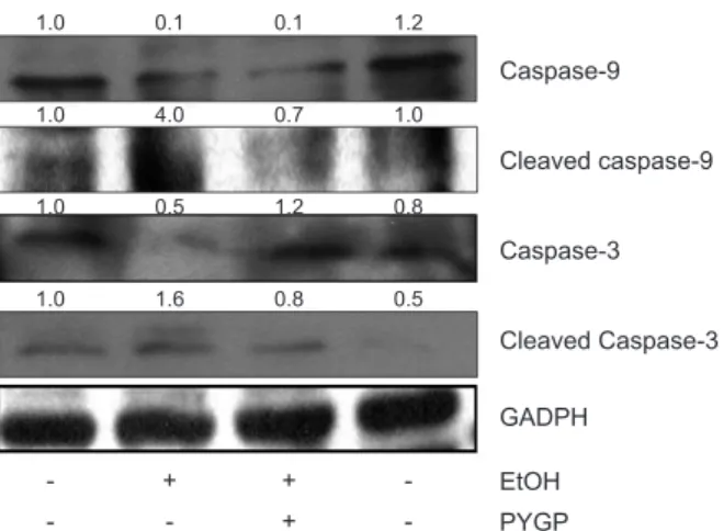 Fig. 4. Effect of PYGP in Pyropia yezoensis glycoprotein (PARP)  and Cleaved PARP regulators expression in rats.