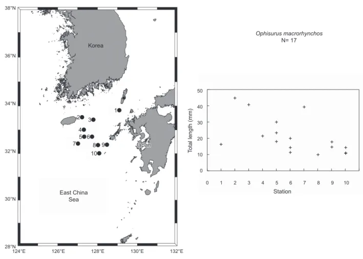 Fig. 1. Map showing the sampling stations and total length of the Ophisurus macrohrynchos leptocephali, in the southeastern water of Jeju  Island in August 2013 and 2014