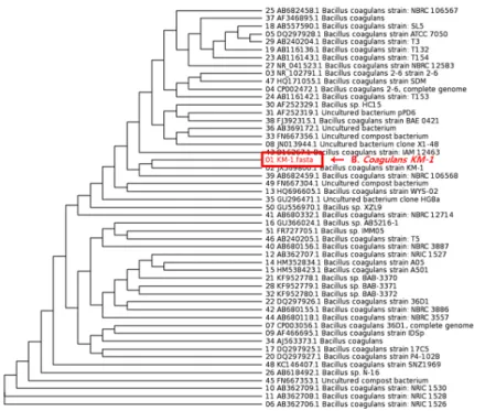 Table 4. Non-digestible carbohydrate resolution of Bacillus coagu- coagu-lans KM-1