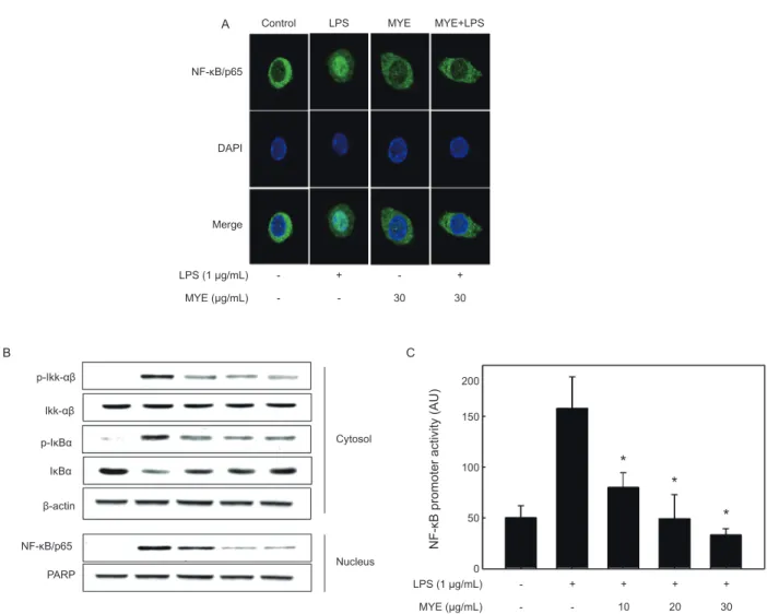 Fig. 4. Inhibitory effect of MYE on the degradation of IκB-α and the activation of NF-κB in LPS- stimulated RAW 264.7 cells.