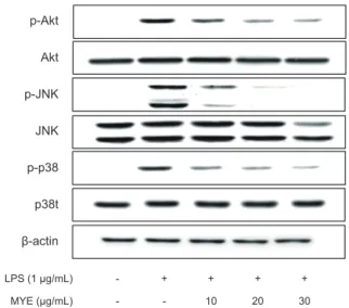 Fig.  5.  Effect  of  MYE  on  the  expression  of  heme  oxygenase-1  (HO-1) and the activation of nuclear factor erythroid 2-related  fac-tor (Nrf2) in LPS- stimulated RAW 264.7 cells.