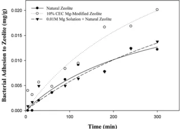 Fig. 4 Amount of Bacterial Adhesion to 10% CEC Mg- Mg-modified Zeolite and Natural Zeolite with 0.01M Mg Solution