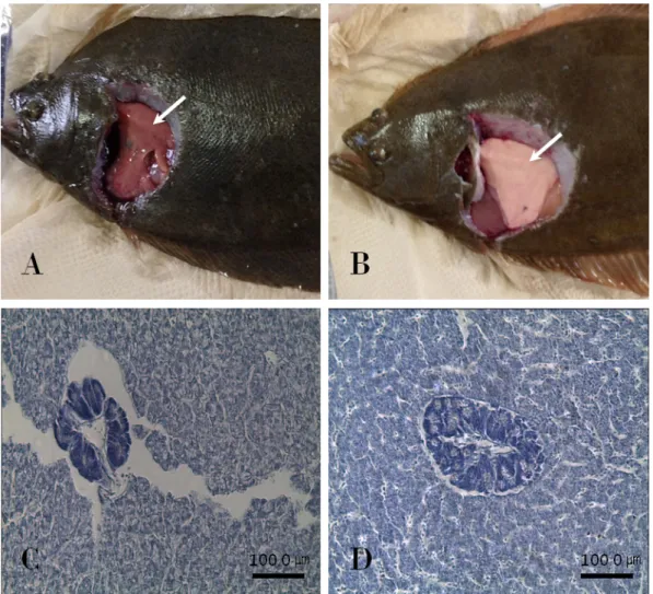 Fig. 6. Liver appearance and histological analysis of olive flounder Paralichthys olivaceus (A, C, control; B, D, calcium diet).