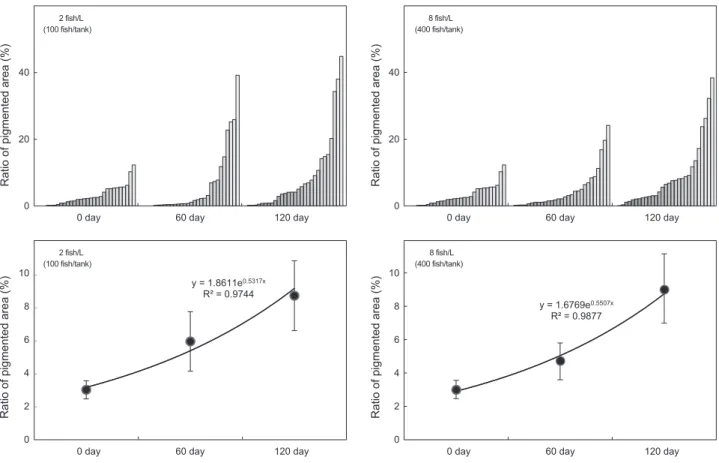 Fig. 6. Ratios of ambicolored starry flounders Platichthys stellatus  reared at densities of 2 fish/L (initial PCA 64.4 %) and 8 fish/L  (initial PCA 266.0 %) for 120 days