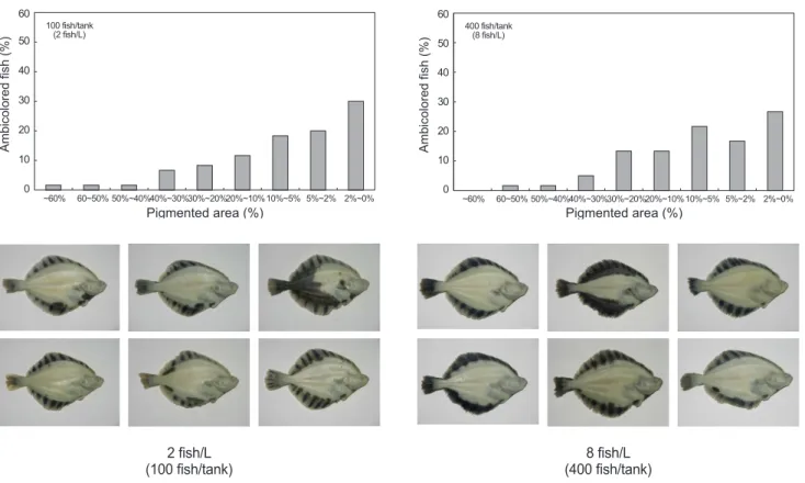 Fig. 7. Distribution of malpigmentation fish and features of blind-side of starry flounders Platichthys stellatus reared at densities of 2 fish/L  (initial PCA 64.4 %) and 8 fish/L (initial PCA 266.0 %) at 120-day.