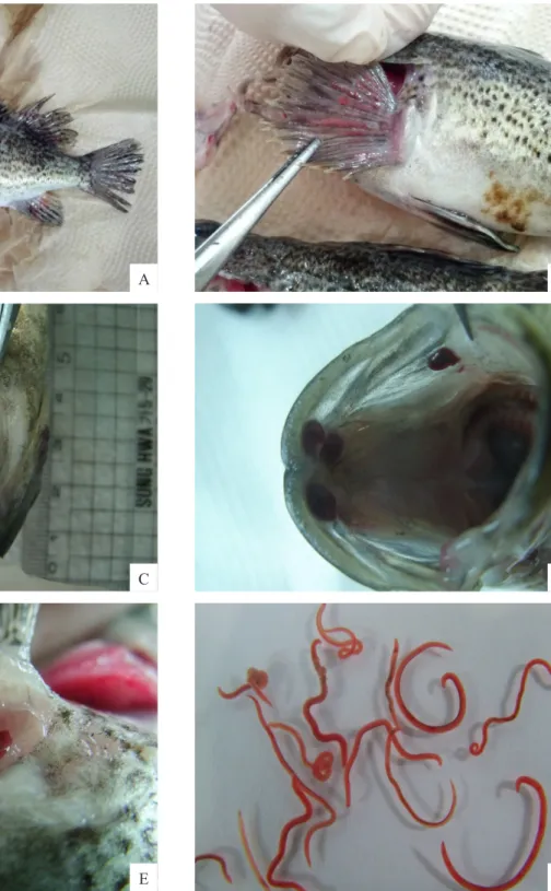 Fig. 2. Rockfish Sebastes schlegeli infected by Nematodes.