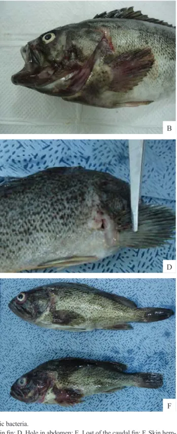 Fig. 3. Rockfish Sebastes schlegeli infected by Nematodes and pathogenic bacteria.