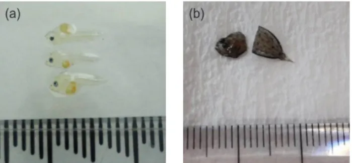 Fig. 1. Sampling sites in trunk muscle of olive flounder Paralich- Paralich-thys olivaceus seed samples; (a) the fish sized less than 1 cm, (b)  the fish sized more than 1 cm
