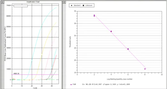 Fig. 2.  Standard curve derived from 100-fold serially diluted plasmid DNA containing a partial 18S rDNA sequence.