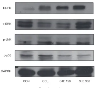 Fig. 4. Effects of SJE on hepatic catalase (CAT) activities in CCl 4 - -induced rat. CON is control group without CCl 4  administration