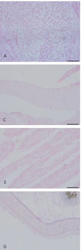 Fig. 2. Histological observation of other organs with muscle degenerative abalone Haliotis discus hannai