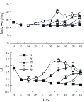 Fig. 2. Histological analysis of liver tissue of starry flounder with  continuously starved until 65 days