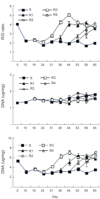 Fig. 4. Change of RNA/DNA ratio and concentration after 65-day  starvation and following bi-weekly feeding