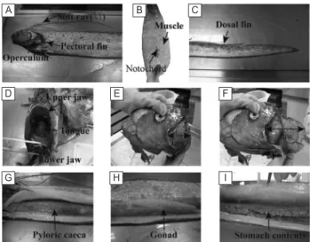 Fig. 5. Phothgraph of exterior form and internal anatomy of the  oarfish, Regalexus sp