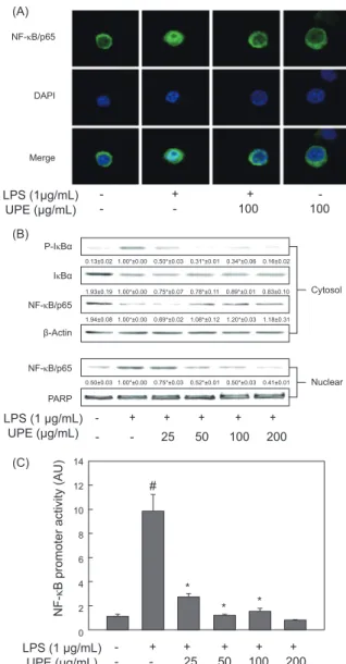 Fig. 4. Inhibitory effect of UPE on the degradation of IκB-α and  the activation of NF-κB in LPS- stimulated RAW 264.7 cells.