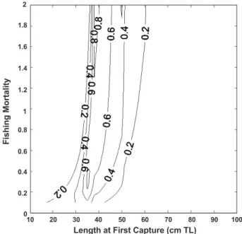 Fig. 5. Economic yield per recruit of Pacific cod Gadus macro- macro-cephalus as a function of instantaneous fishing mortality (yr -1 )  and length at first capture (cm in total length)