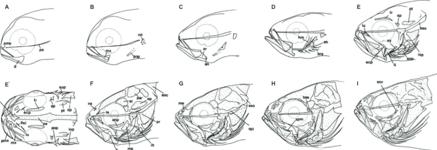 Fig. 1. Development of the head skeleton in Lateolabreax maculatus. A-I, lateral view; E', dorsal view